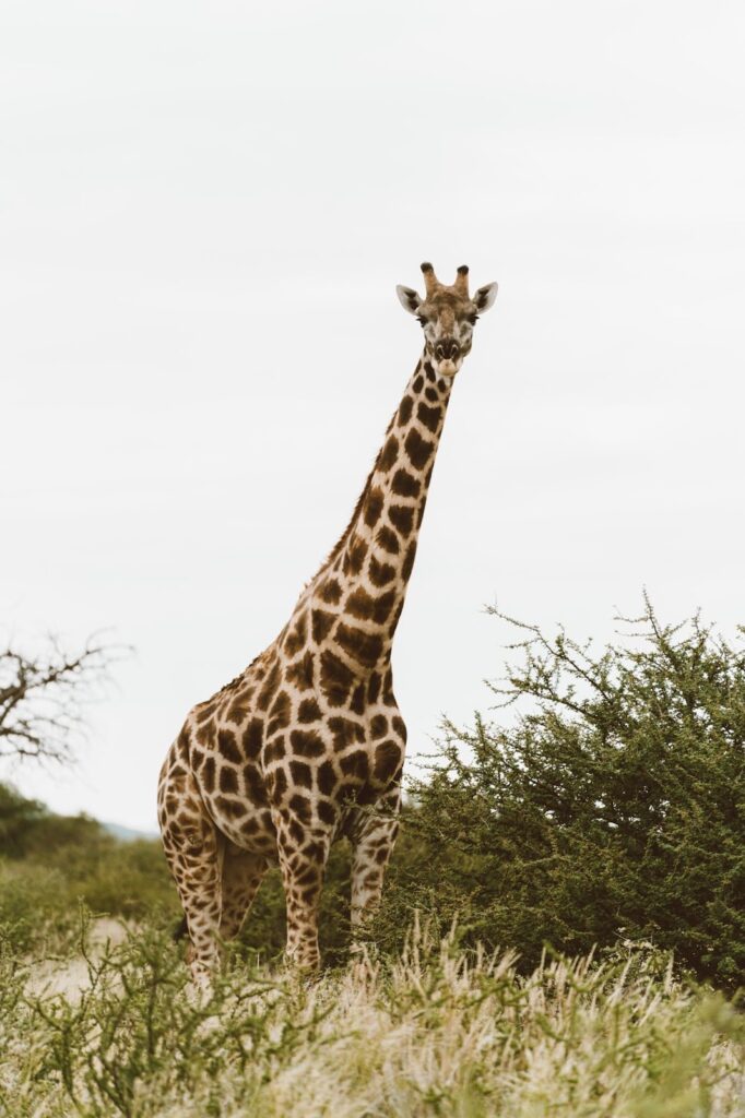 Graceful Giraffe on Safari with Shayla Copas Travel: A Majestic Wildlife Encounter in Africa