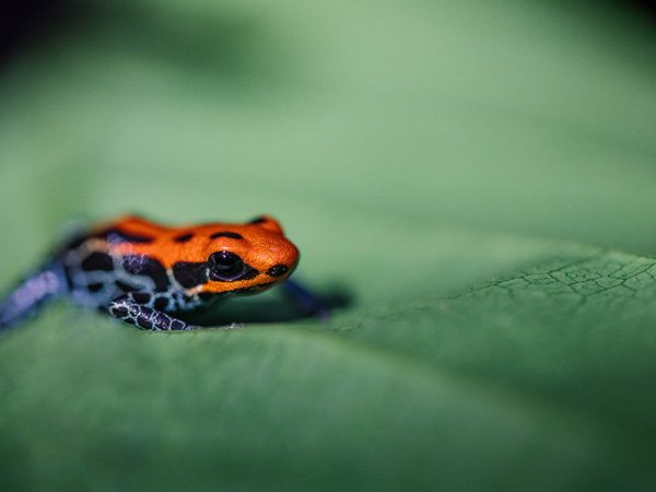 Amazon - Close up of frog
