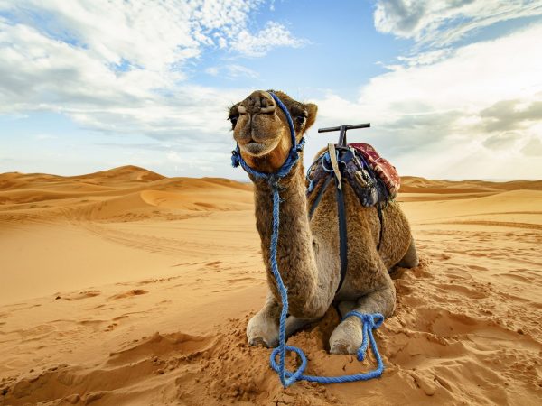 Dromedary camel in Sahara desert, Merzouga, Morocco