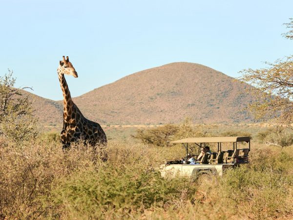 Tswalu Game Drive_giraffe